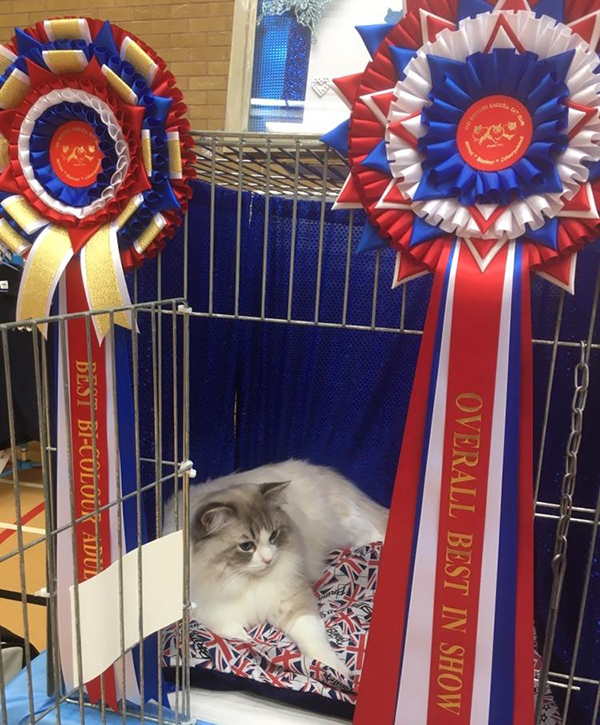 The British Ragdoll Cat Club