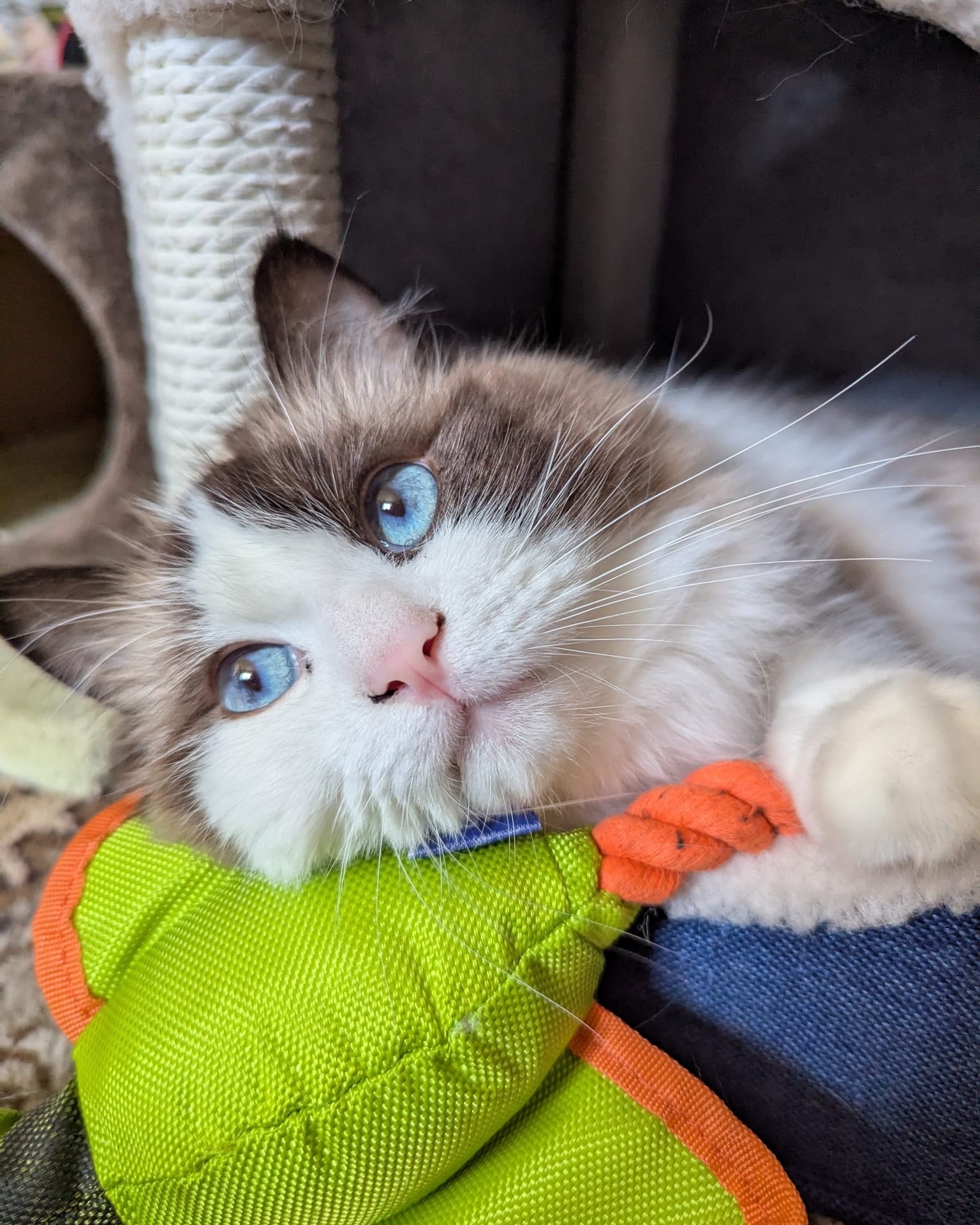 Oreo